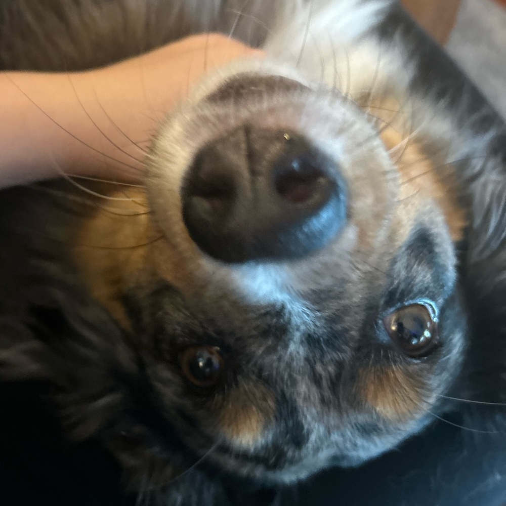 Meet your Posher, Lulu